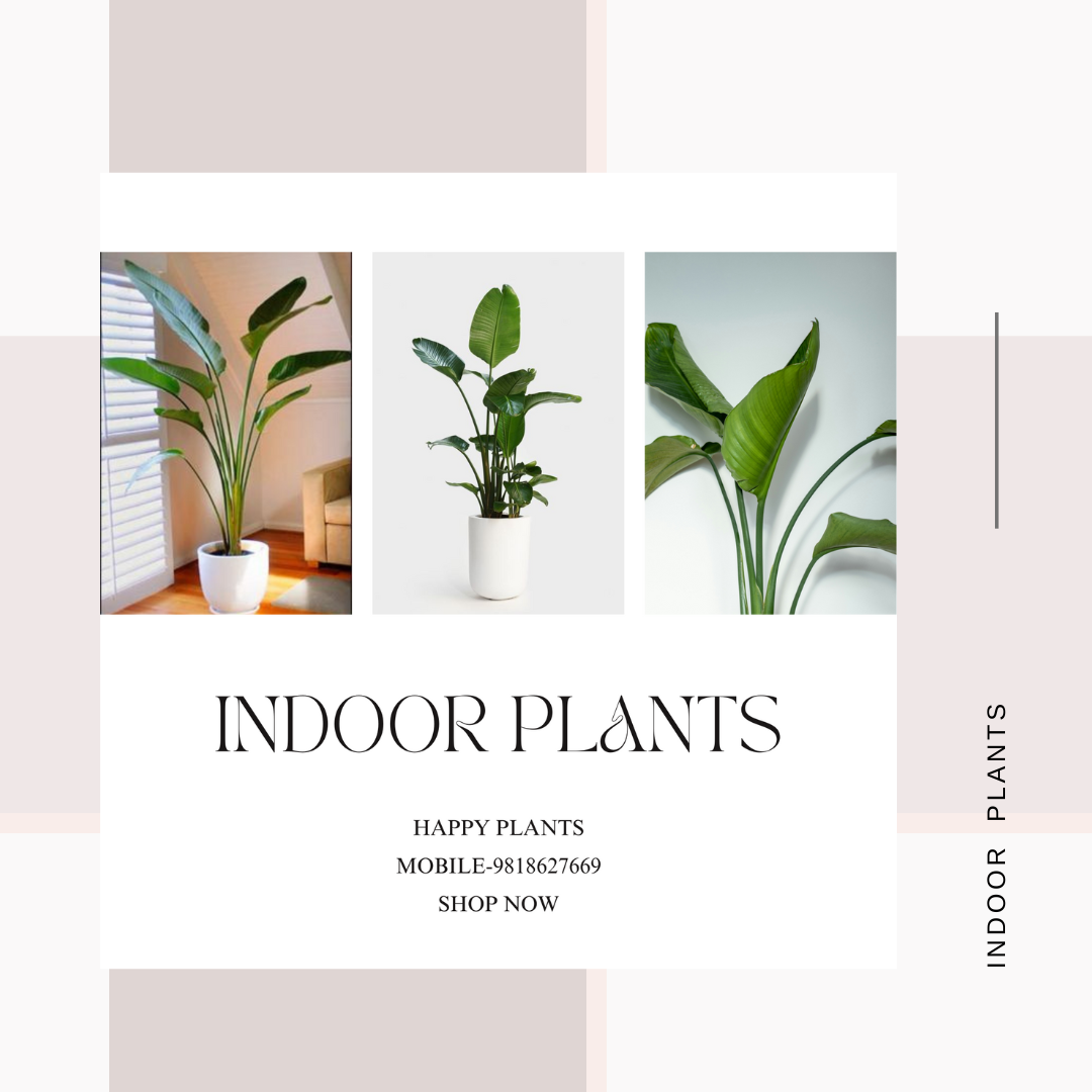 Plant Serenity